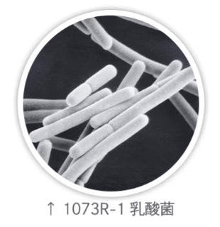 1073R-1乳酸菌